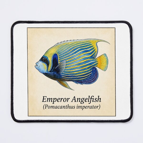 Item preview, Emperor Angelfish Vintage Marine Atlas Illustration designed and sold by KenworksDigital.