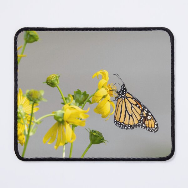Item preview, Monarch on a Cup Plant 8-22-2026 designed and sold by Thomasyoung.