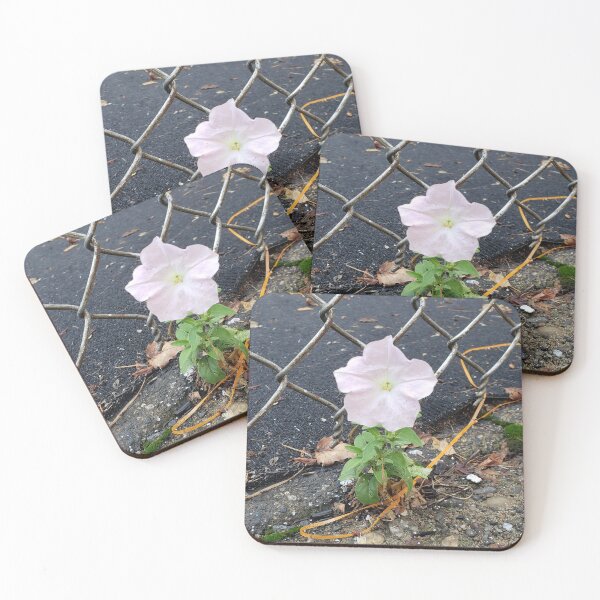 Item preview, Pavementplant Petunia Under a Chain-Link Fence designed and sold by concretebotany.