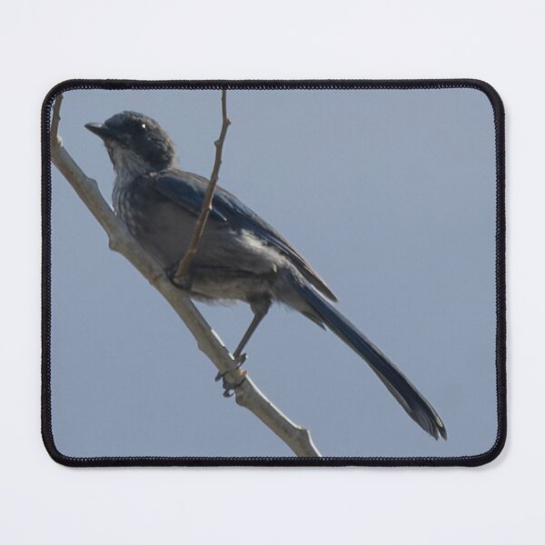 Item preview, Woodhouse’s Scrub Jay designed and sold by WilesNailsPower.