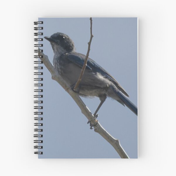 Item preview, Woodhouse’s Scrub Jay designed and sold by WilesNailsPower.