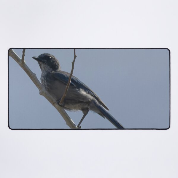 Item preview, Woodhouse’s Scrub Jay designed and sold by WilesNailsPower.