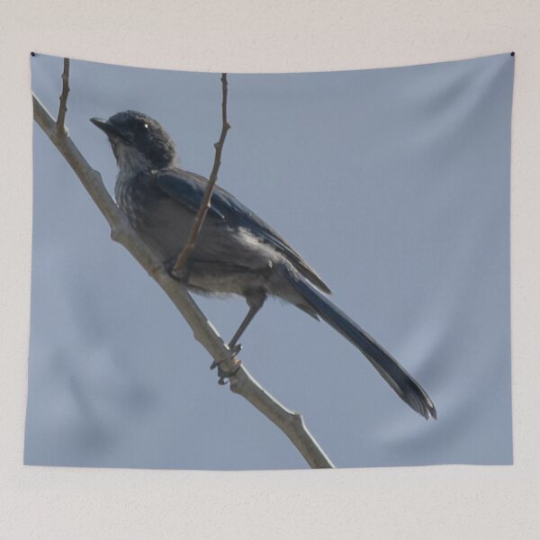 Item preview, Woodhouse’s Scrub Jay designed and sold by WilesNailsPower.