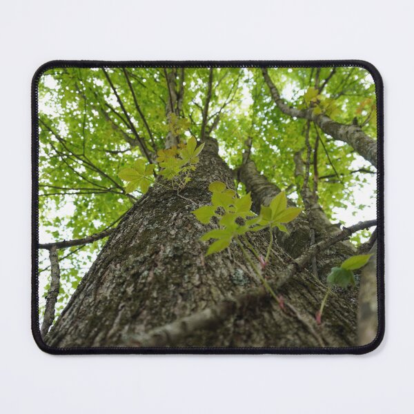 Item preview, Close up Photo of a Tree designed and sold by Aquatic Lazuli.