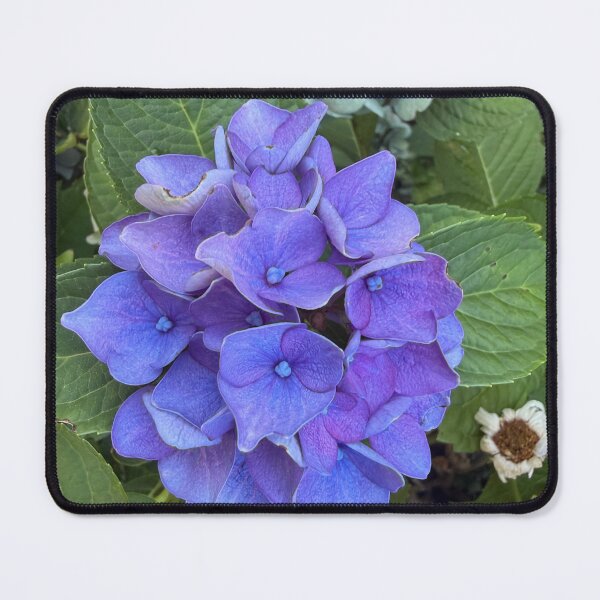 Item preview, Hydrangeas  designed and sold by ollvigb.