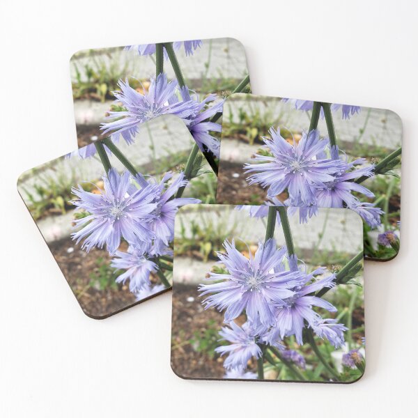 Item preview, Chicory Blooms designed and sold by concretebotany.