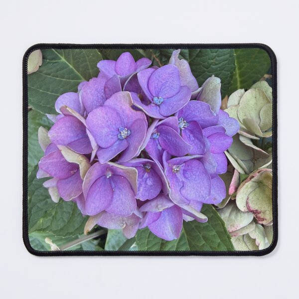 Item preview, Purple hydrangeas designed and sold by ollvigb.