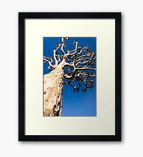 Quiver tree. Framed Print