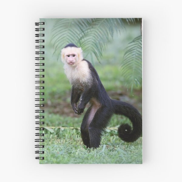 Item preview, Capuchin Monkey designed and sold by mlorenz.