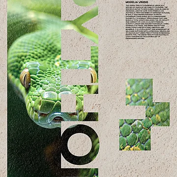 Artwork thumbnail, Green Tree Python Modern by JRRTs