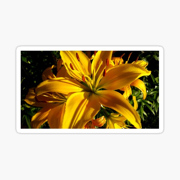 Yellow Flower (Edit) Sticker