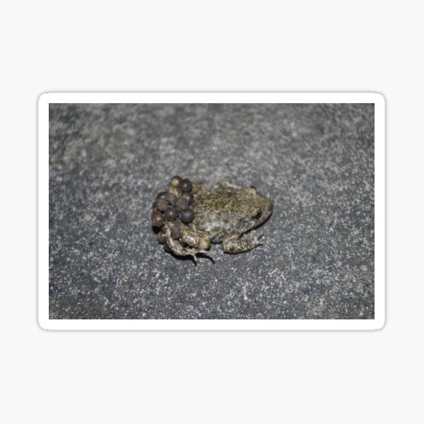 Midwife Toad Sticker