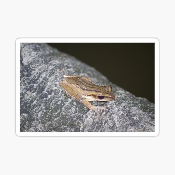 Item preview, Four-lined tree frog designed and sold by Steven Allain.