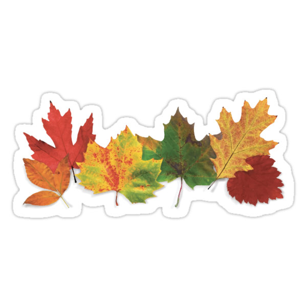 leaf sticker stickers by lauren glynn redbubble