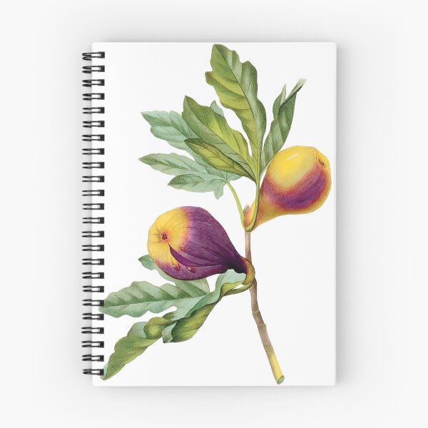 Aperçu de l'œuvre Impression botanique Vintage, Fig par Redoute créée et vendue par PixDezines.