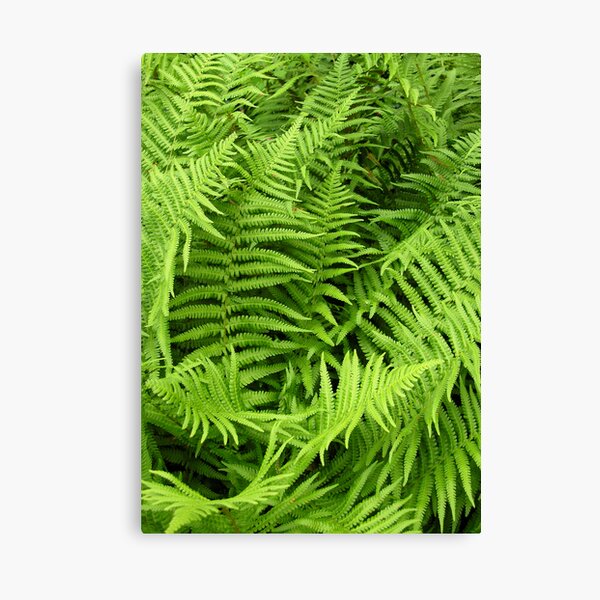 Item preview, Foliage of the Soft Shield Fern, Polystichum Setiferum designed and sold by Philip Mitchell.
