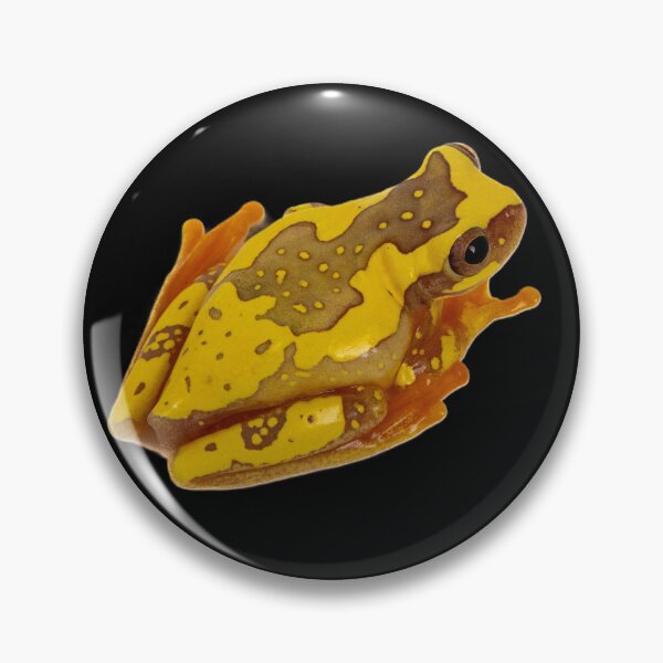 Item preview, Hourglass Tree Frog  (Dendropsophus ebraccatus) designed and sold by Cozy-Croaker.