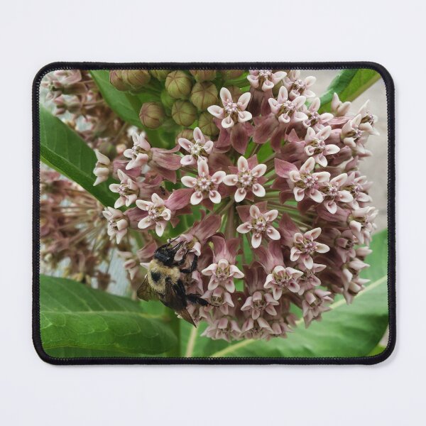Item preview, Bumblebee on Pavementplant Milkweed designed and sold by concretebotany.