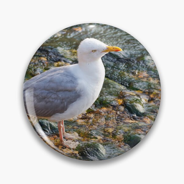 Item preview, Herring Gull at the Mouth of the River Lim at Lyme Regis Dorset designed and sold by Dorset Girl.