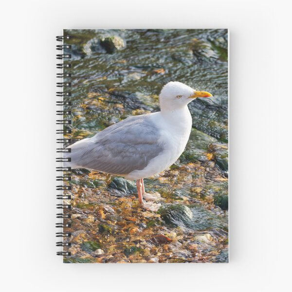 Item preview, Herring Gull at the Mouth of the River Lim at Lyme Regis Dorset designed and sold by Dorset Girl.