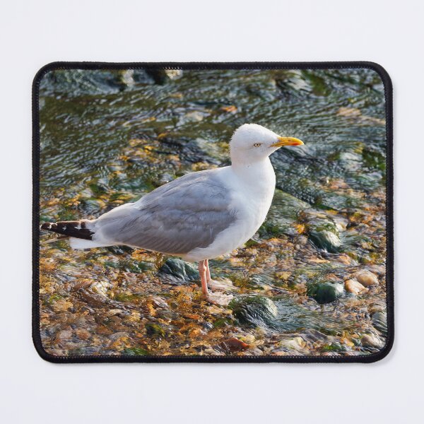 Item preview, Herring Gull at the Mouth of the River Lim at Lyme Regis Dorset designed and sold by Dorset Girl.