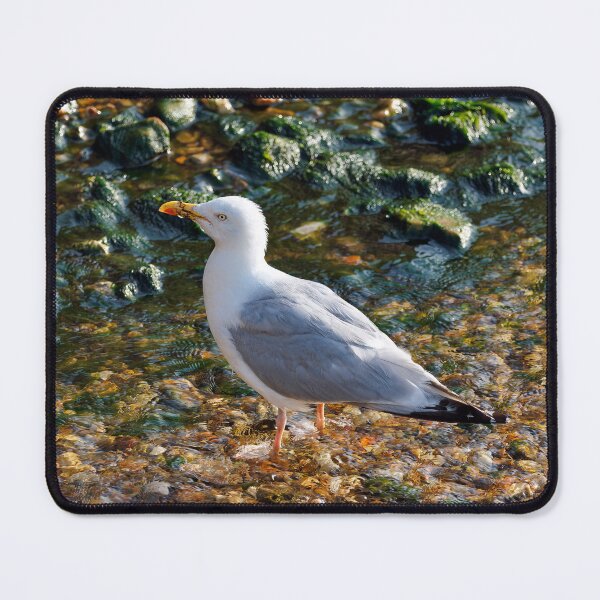 Item preview, Herring Gull at the Mouth of the River Lim at Lyme Regis Dorset designed and sold by Dorset Girl.