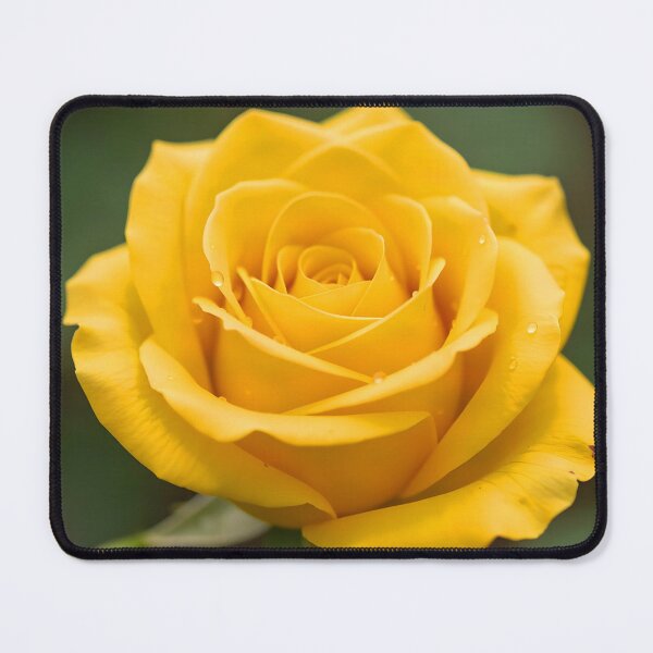 Item preview, Yellow Rose Close-Up – Photorealistic Aesthetic Flower designed and sold by EmeraldeaArt.