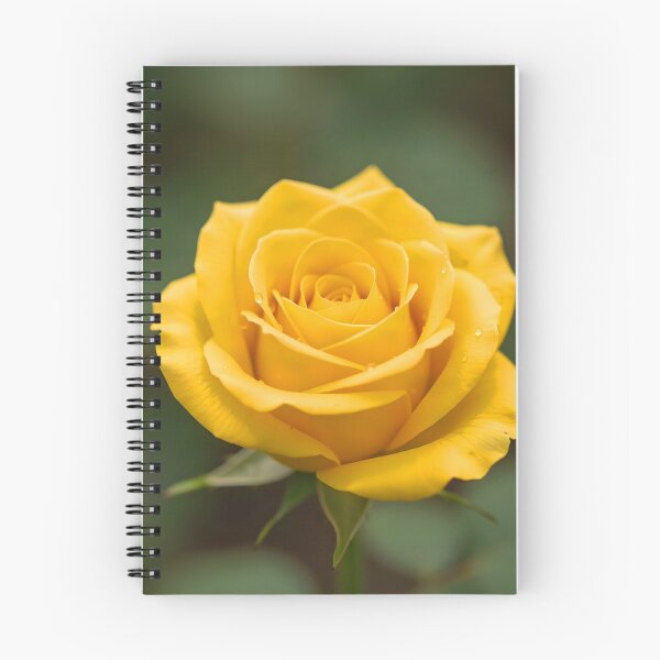 Item preview, Yellow Rose Close-Up – Photorealistic Aesthetic Flower designed and sold by EmeraldeaArt.