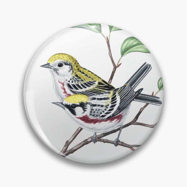 Item preview, Chestnut-sided Warbler (Setophaga pensylvanica) designed and sold by JadaFitch.