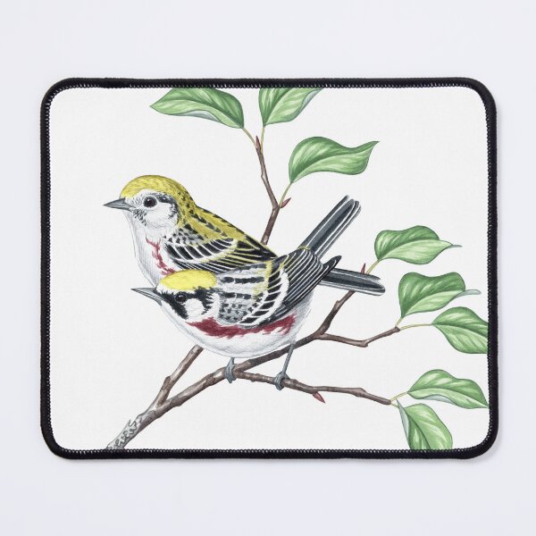 Item preview, Chestnut-sided Warbler (Setophaga pensylvanica) designed and sold by JadaFitch.