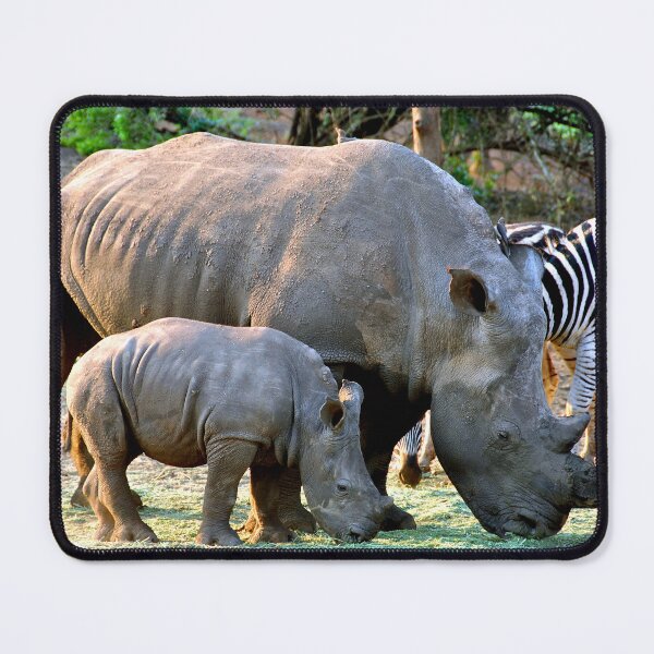 Item preview, African White Rhinoceros Rhino South Africa designed and sold by AndyEvansPhotos.