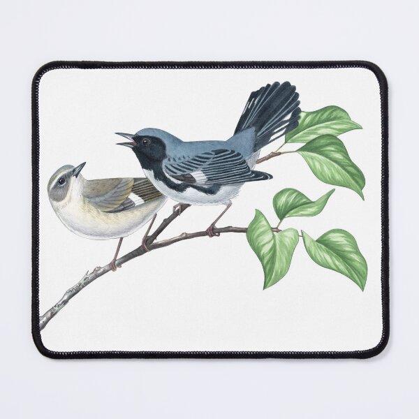 Item preview, Black-throated blue Warbler (Setophaga caerulescens) designed and sold by JadaFitch.