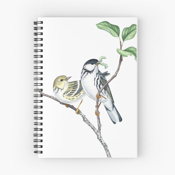 Item preview, Blackpoll Warbler (Setophaga striata) designed and sold by JadaFitch.