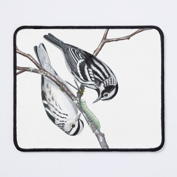 Item preview, Black-and-white Warbler (Mniotilta varia) designed and sold by JadaFitch.