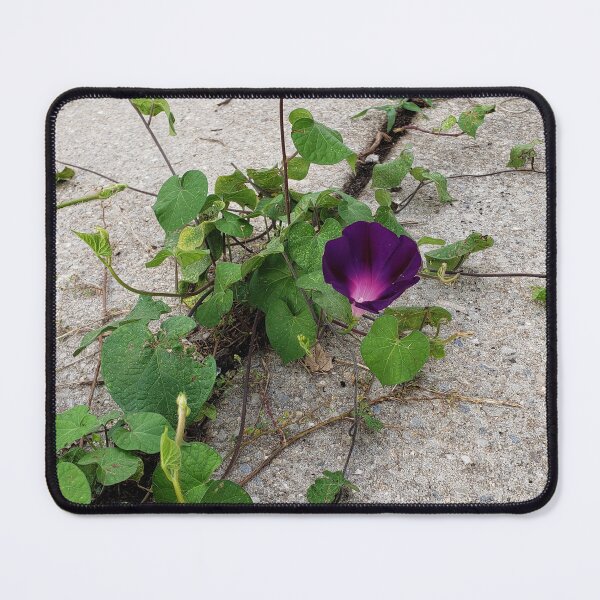 Item preview, Grandpa Ott Morning Glory Growing on a Sidewalk designed and sold by concretebotany.