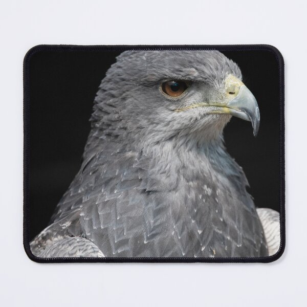 Item preview, Photo of a Chilean Blue Eagle (Geranoaetus melanoleucus). designed and sold by Vine Photographic.