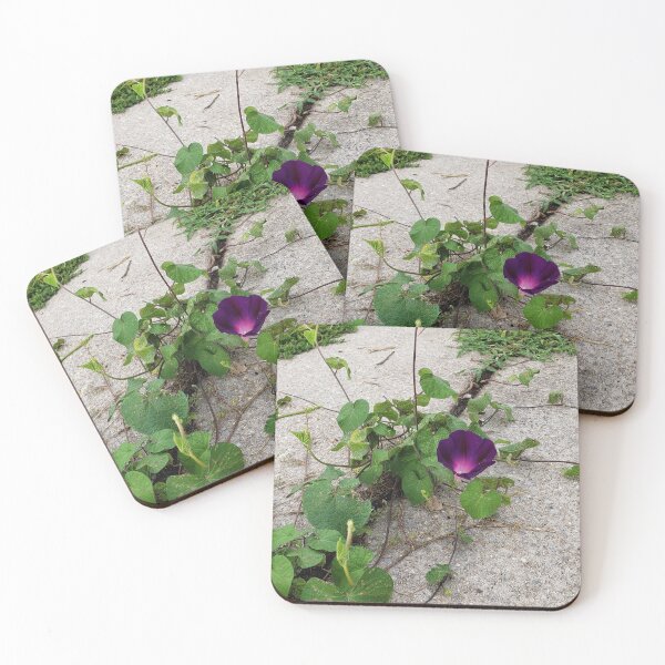 Item preview, "Grandpa Ott" Morning Glory Bloom designed and sold by concretebotany.