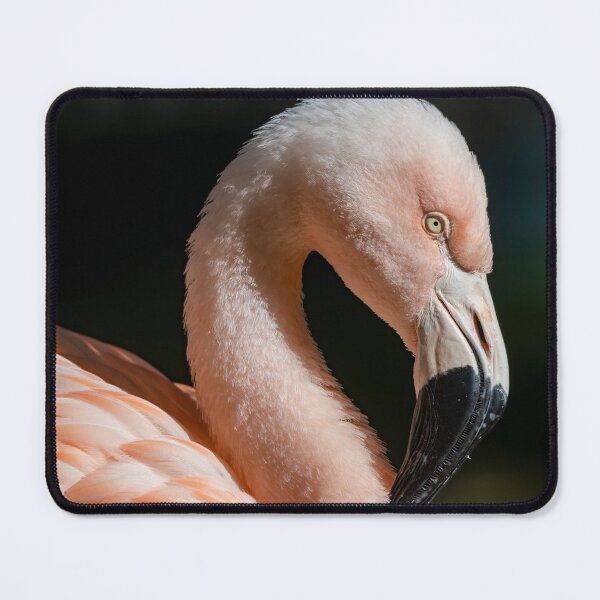 Item preview, Photo of a Chilean Flamingo (Phoenicopterus chilensis). designed and sold by Vine Photographic.