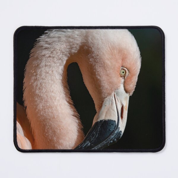 Item preview, Photo of a Chilean Flamingo (Phoenicopterus chilensis). designed and sold by Vine Photographic.