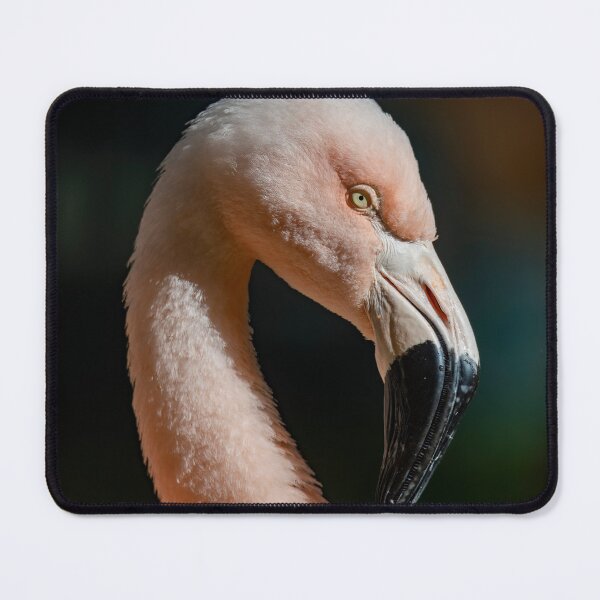 Item preview, Photo of a Chilean Flamingo (Phoenicopterus chilensis). designed and sold by Vine Photographic.