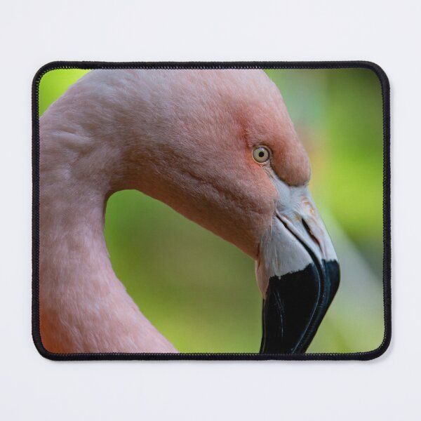 Item preview, Photo of a Chilean Flamingo (Phoenicopterus chilensis). designed and sold by Vine Photographic.