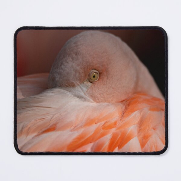 Item preview, Photo of a Chilean Flamingo (Phoenicopterus chilensis). designed and sold by Vine Photographic.