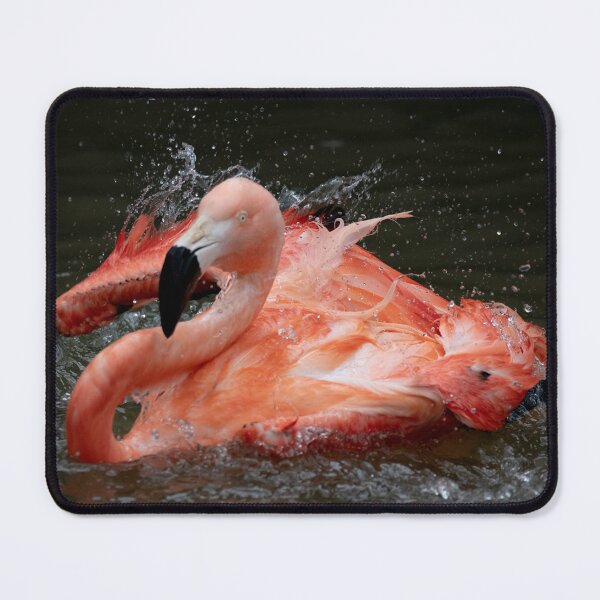 Item preview, Photo of a Chilean Flamingo (Phoenicopterus chilensis). designed and sold by Vine Photographic.
