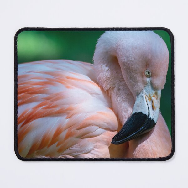 Item preview, Photo of a Chilean Flamingo (Phoenicopterus chilensis). designed and sold by Vine Photographic.