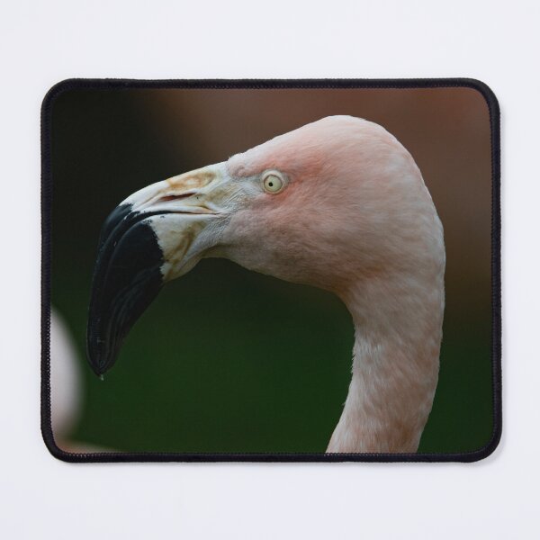 Item preview, Photo of a Chilean Flamingo (Phoenicopterus chilensis). designed and sold by Vine Photographic.