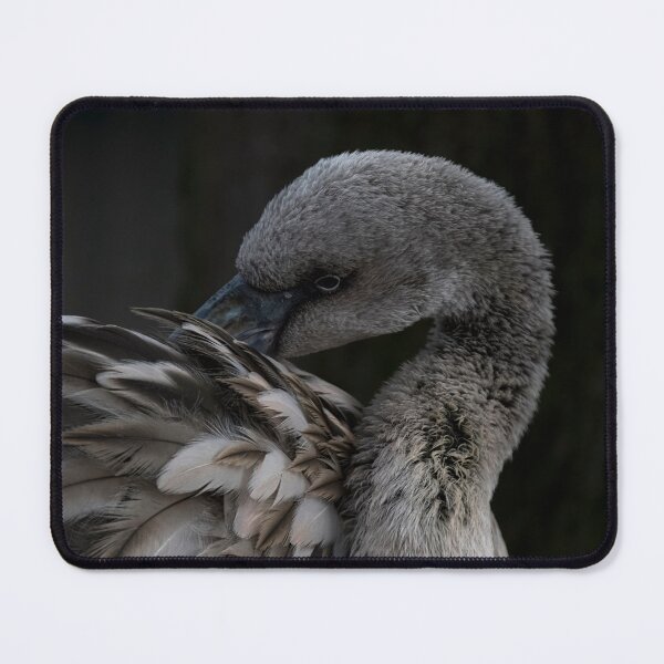 Item preview, Photo of a juvenile Chilean Flamingo (Phoenicopterus chilensis). designed and sold by Vine Photographic.