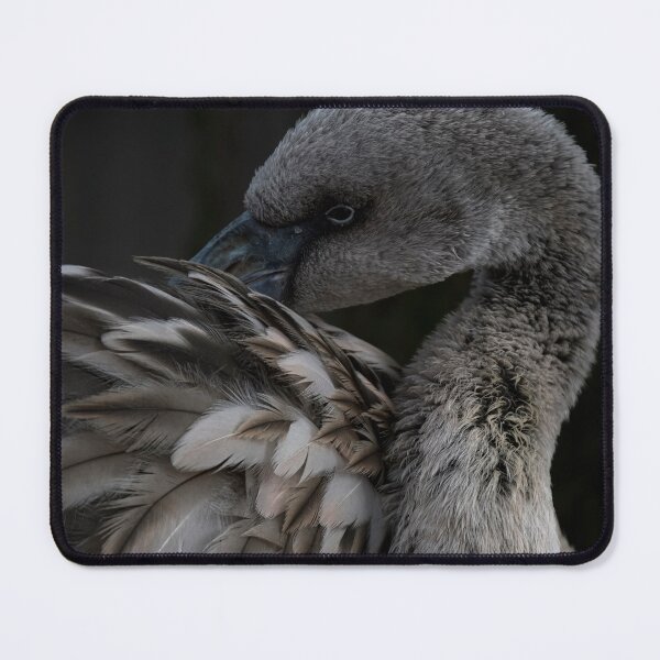 Item preview, Photo of a juvenile Chilean Flamingo (Phoenicopterus chilensis). designed and sold by Vine Photographic.