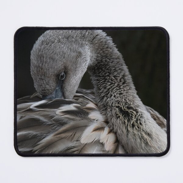 Item preview, Photo of a juvenile Chilean Flamingo (Phoenicopterus chilensis). designed and sold by Vine Photographic.