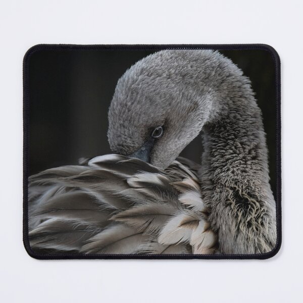 Item preview, Photo of a juvenile Chilean Flamingo (Phoenicopterus chilensis). designed and sold by Vine Photographic.