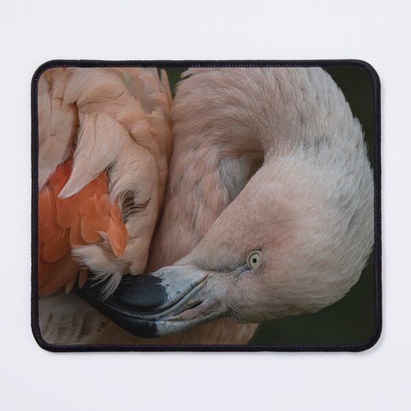 Item preview, Photo of a Chilean Flamingo (Phoenicopterus chilensis). designed and sold by Vine Photographic.